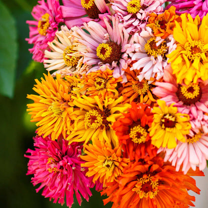 Burpeeana zinnia giant mix blooms in bold mixed colors on a bright garden backdrop