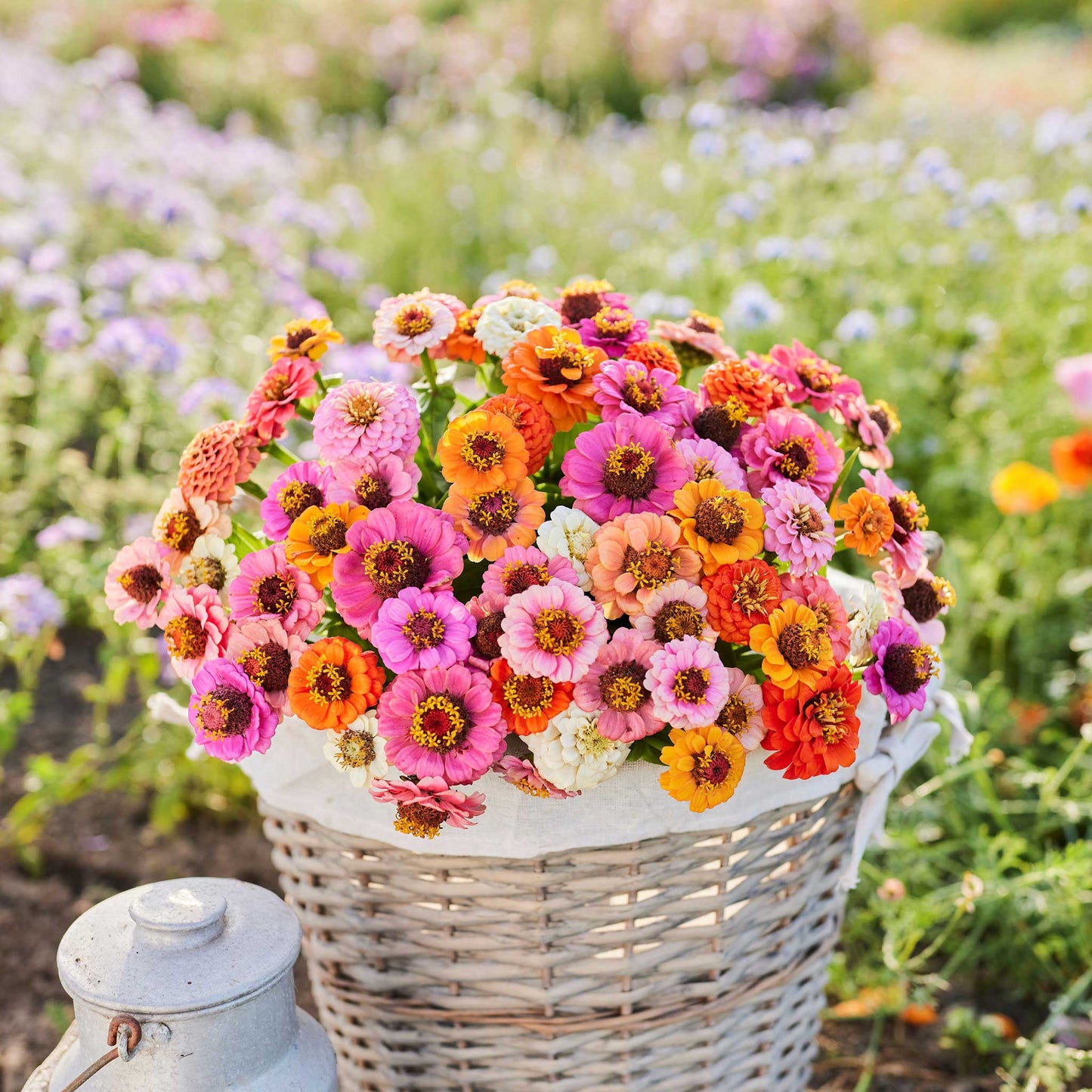 Small brightly colored button box zinnia dwarf flowers on a natural garden backdrop