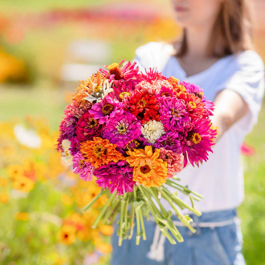 Colorful zinnia cactus mix blooms with spiky petals on a lush green garden background