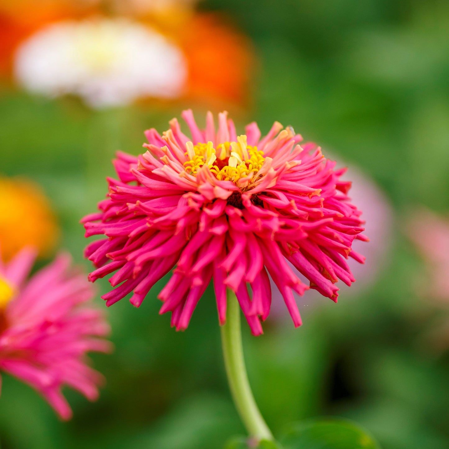 Fully bloomed zinnia cactus flowered flower in rich pink tones on a soft green backdrop
