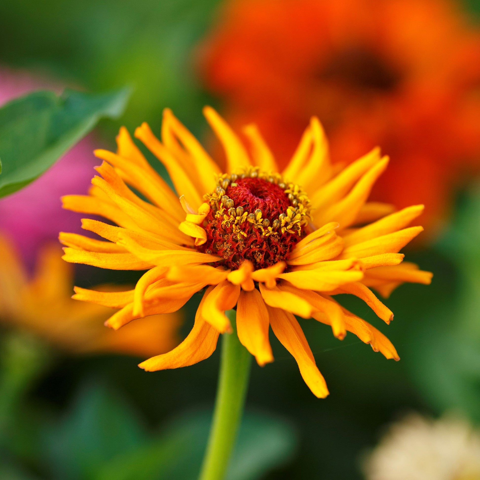 Vibrant zinnia cactus flowered blooms in orange and red on a bright green background