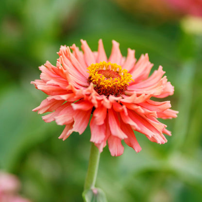 Close-up of spiky zinnia cactus flowered petals in bold colors on a garden green backdrop