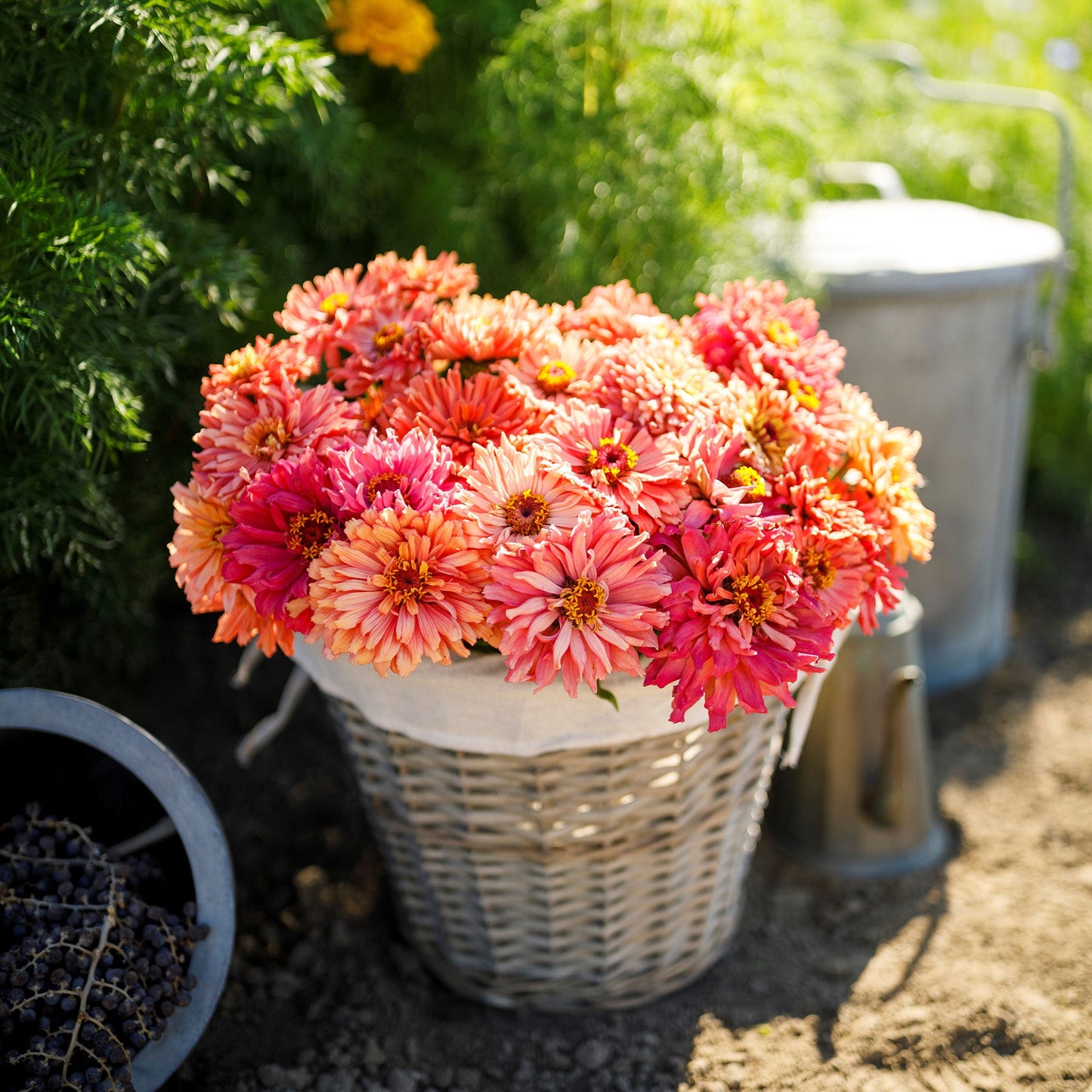 Vibrant pink zinnia cactus pink shades flowers in close-up on a garden background