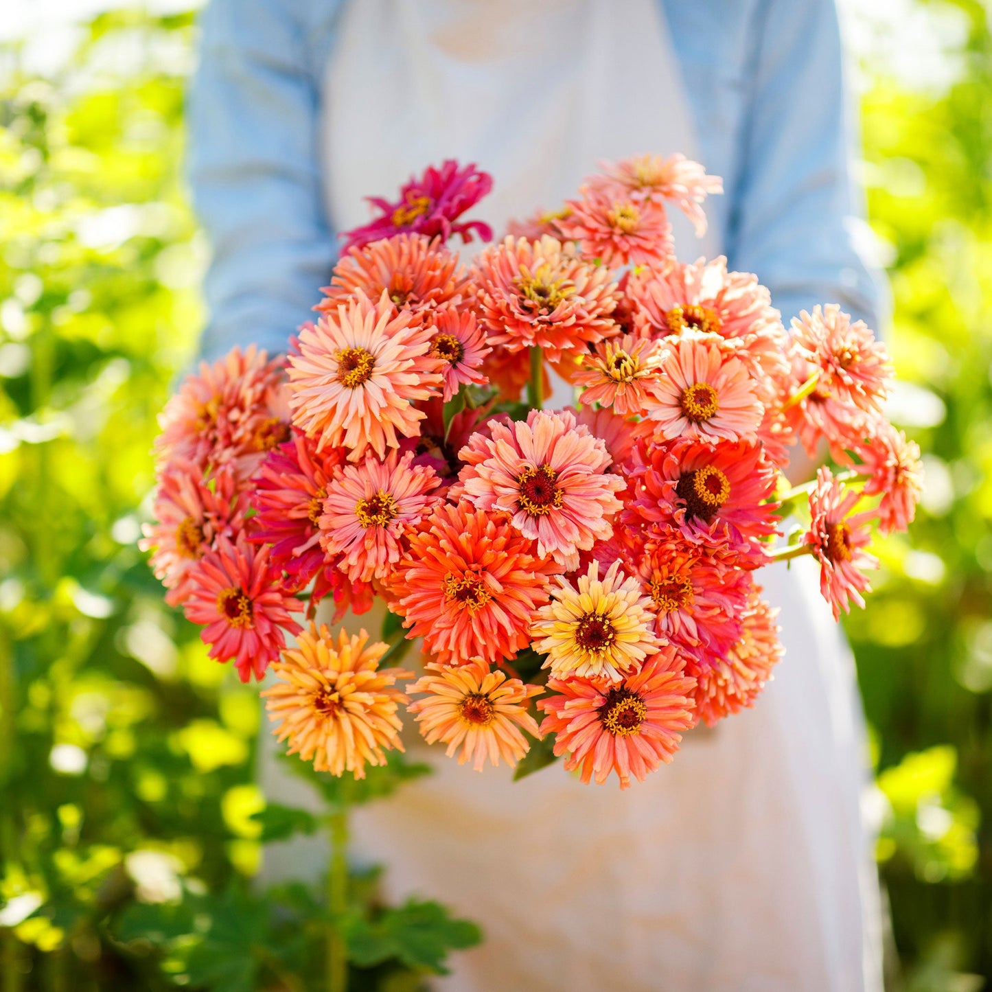 Vibrant spiky pink zinnia cactus pink shades blooms on a natural garden backdrop