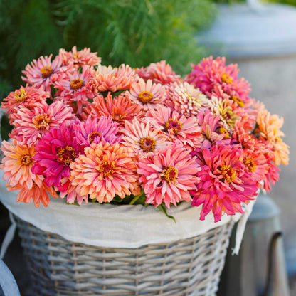 Fully bloomed zinnia cactus pink shades flowers in soft pink on a natural backdrop
