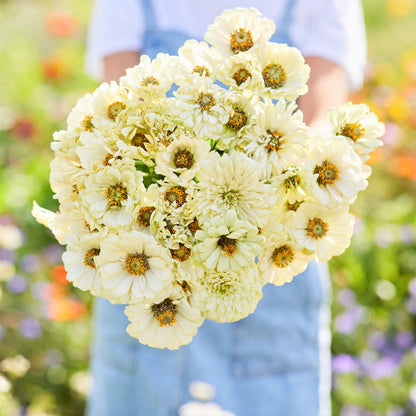White zinnia cactus snowman flowers with pointed petals on a natural green backdrop