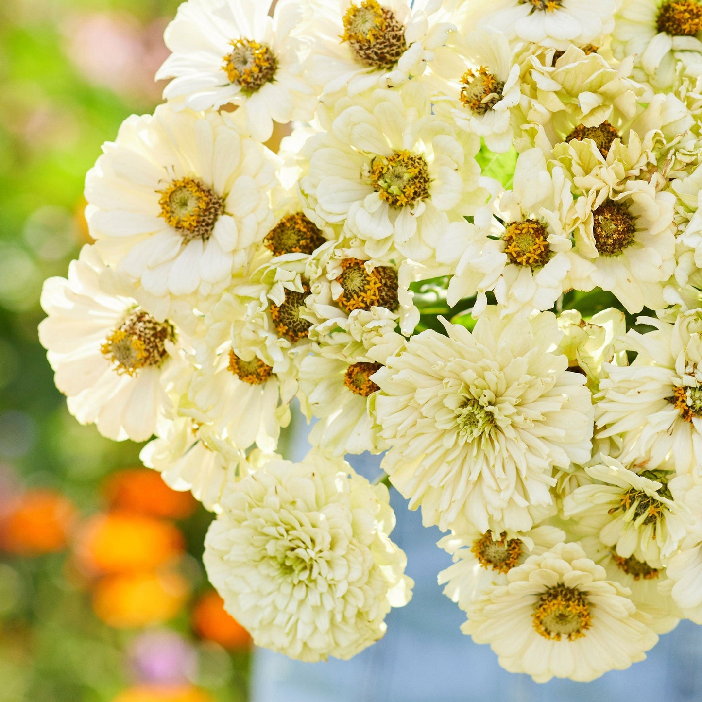 Close-up of white zinnia cactus snowman blooms with pointed petals in a garden