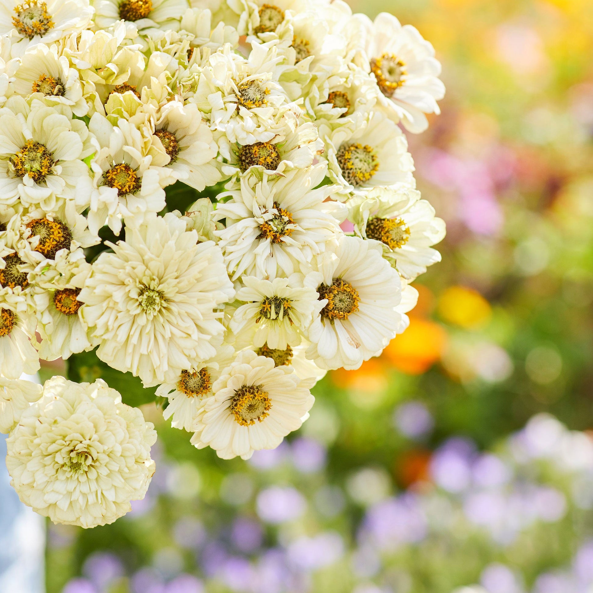 White zinnia cactus snowman flowers with pointed petals on a sunny outdoor backdrop