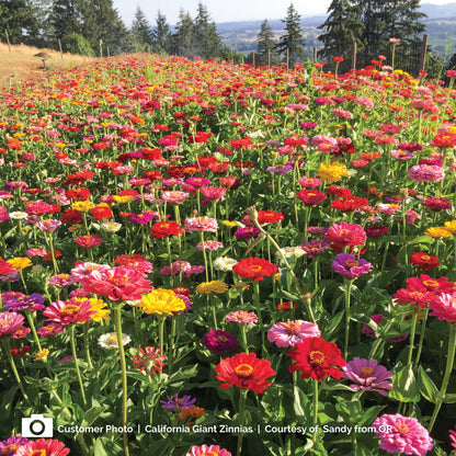 Zinnia california giants seed packet with colorful flower photos on a white background