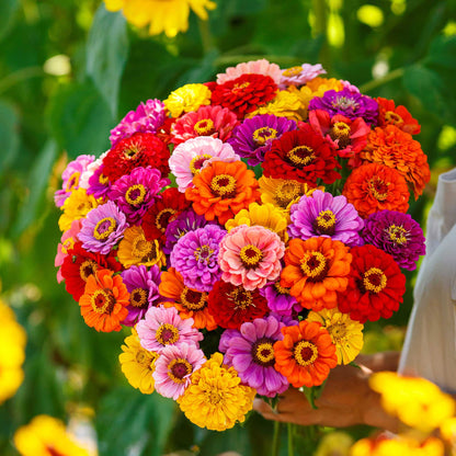 Large vivid zinnia california giants blooms in mixed colors held above a sunny garden