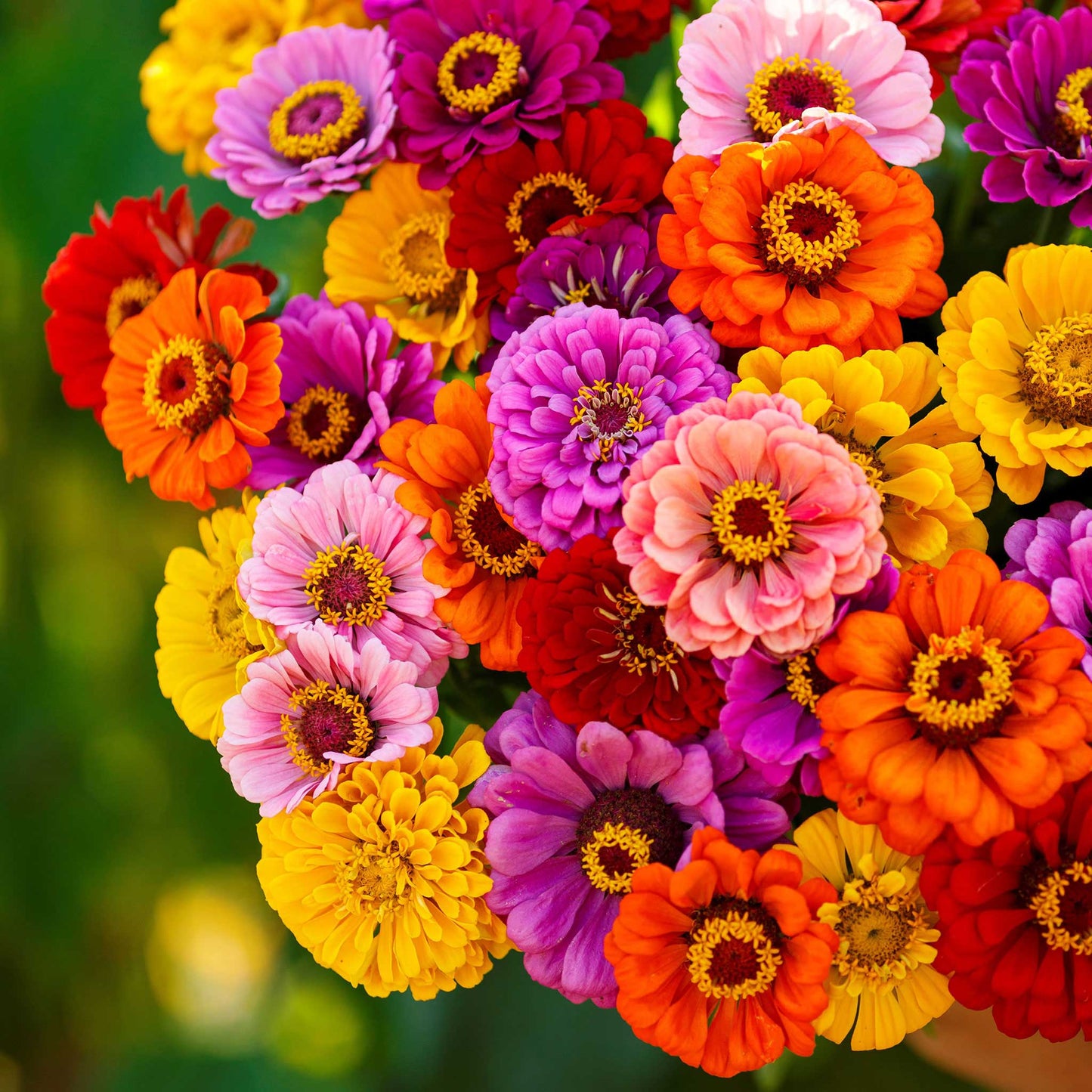Vibrant multi-colored zinnia california giants flowers in a lush green outdoor setting