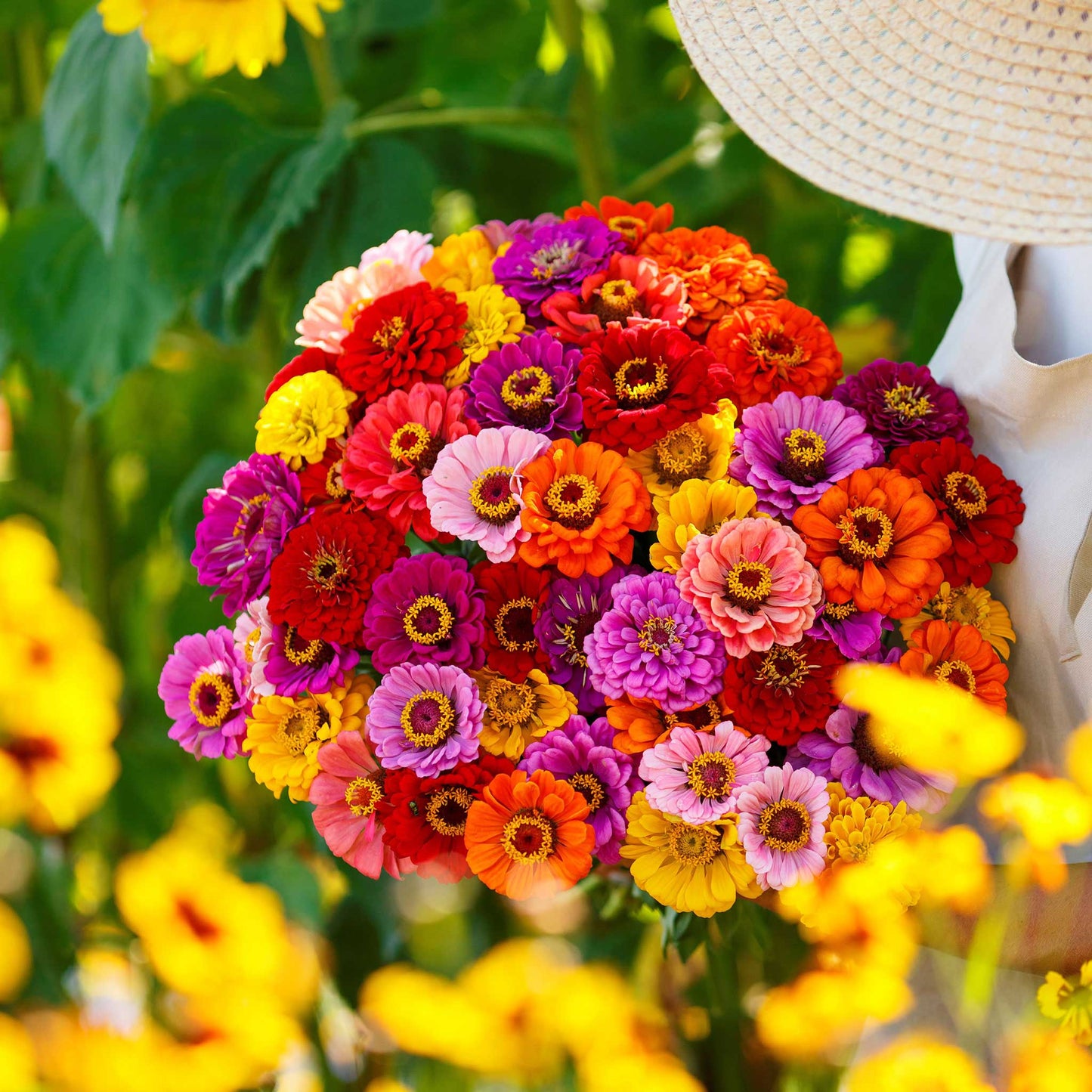 Multiple zinnia california giants in bold colors with a blurred green garden background