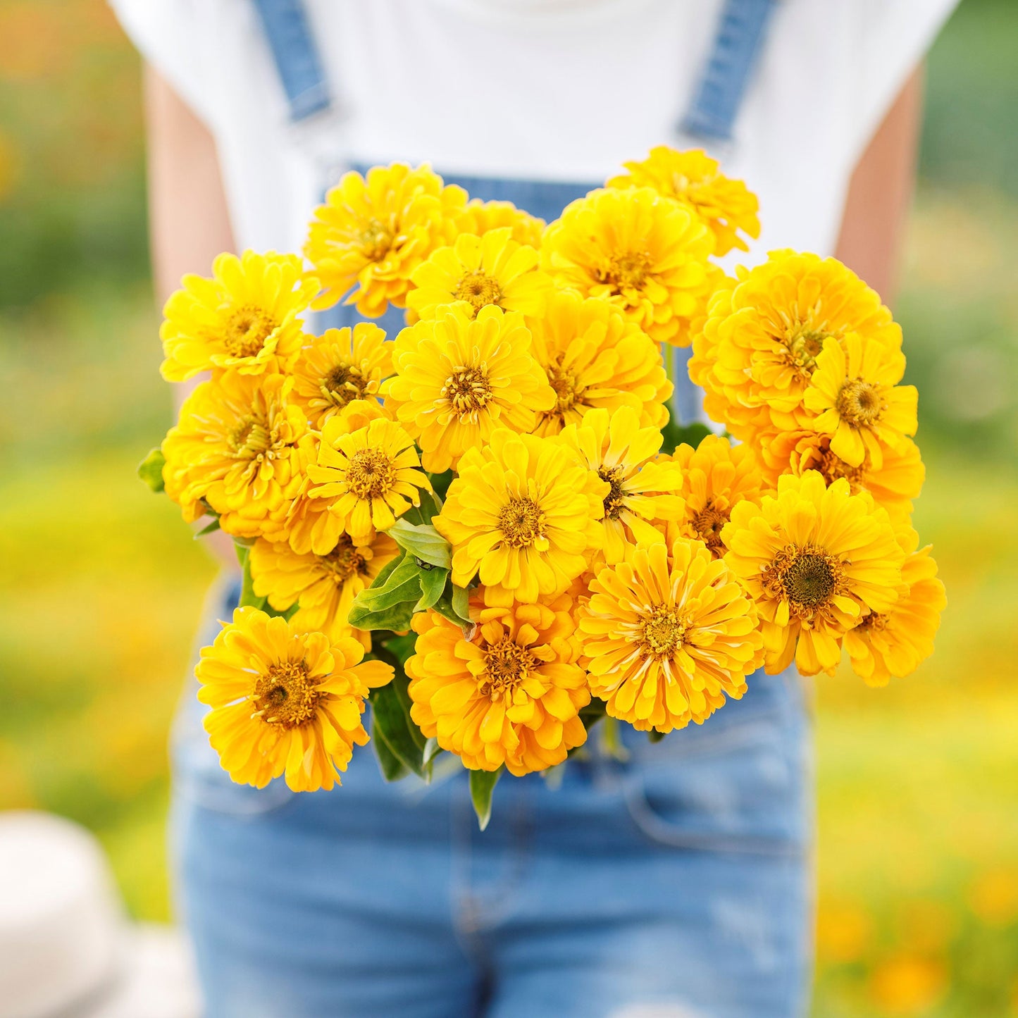 Bright yellow zinnia canary bird blooms in close-up against a natural green background