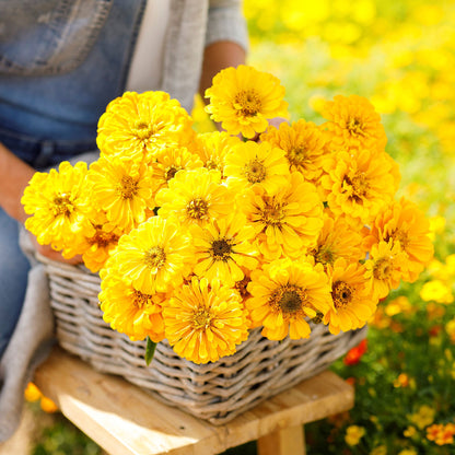 Yellow zinnia canary bird flowers in full bloom with a soft green blurred background