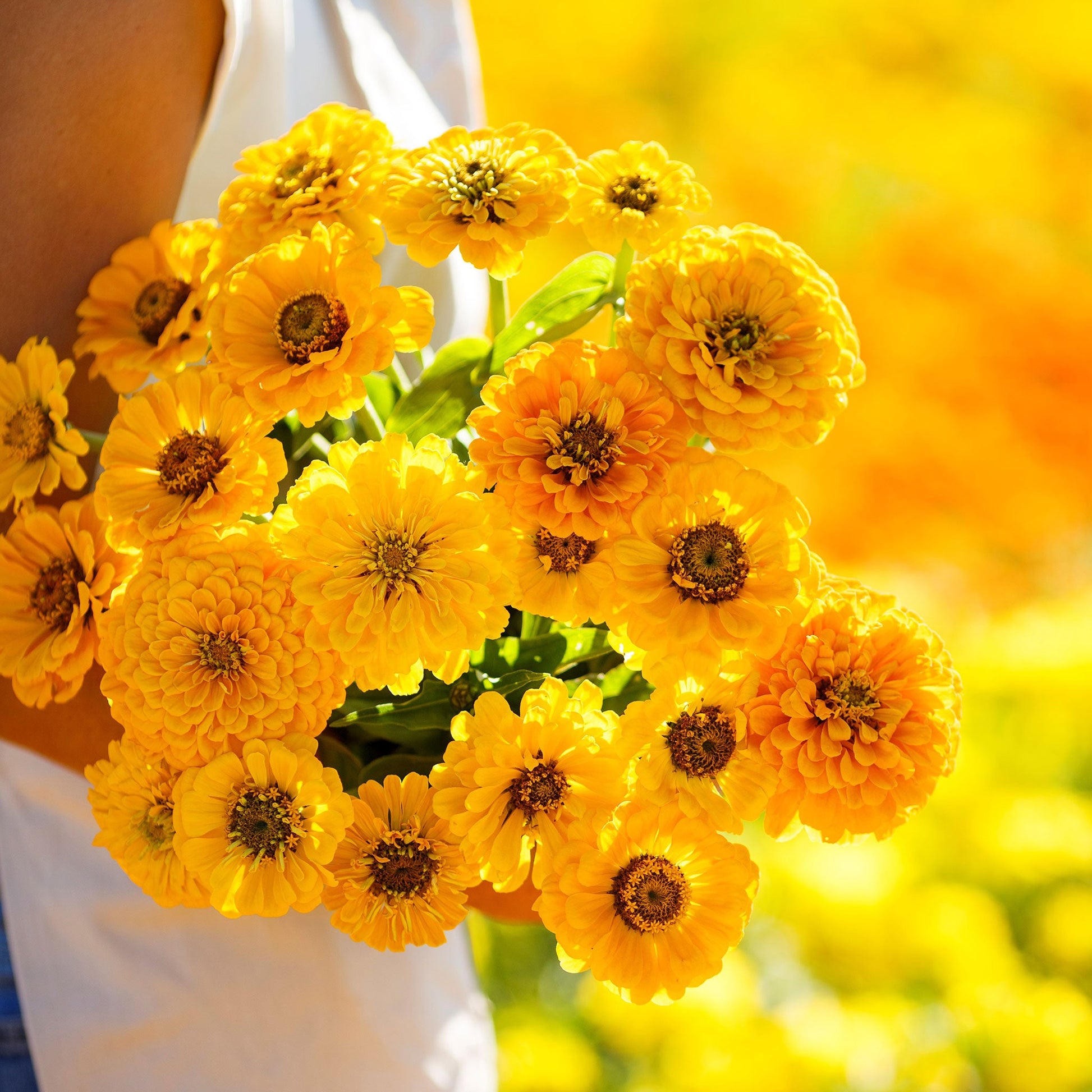 Golden zinnia canary bird petals on a bright outdoor garden background