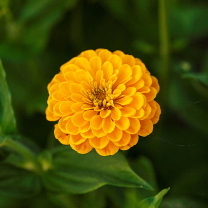 Close-up of bright yellow zinnia canary bird flowers on a sunny green background