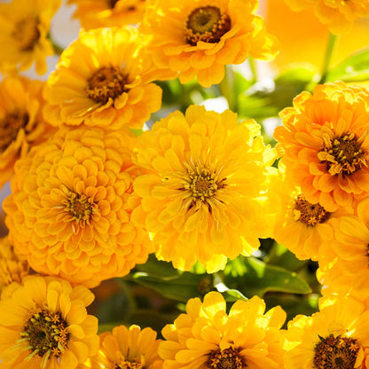 Single zinnia canary bird flower in yellow against a soft outdoor backdrop