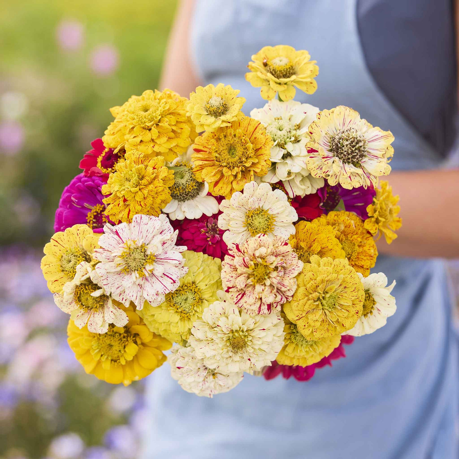 Zinnia candy stripe mix in pink white and yellow tones on a light garden background