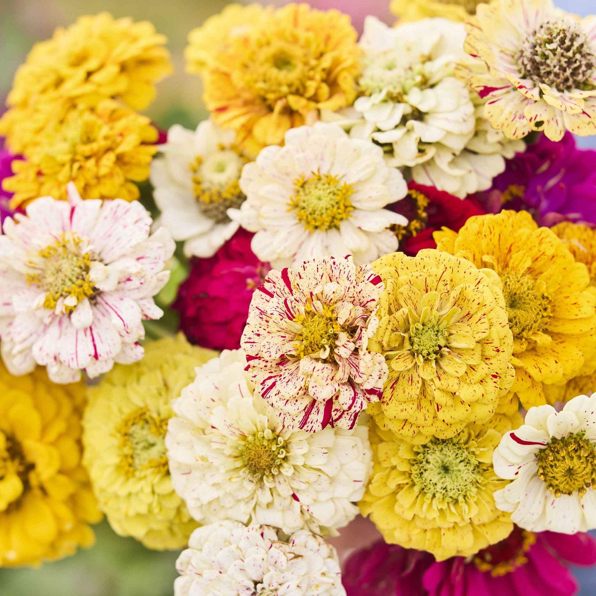 Pink and white striped zinnia candy stripe blooms on a natural green background
