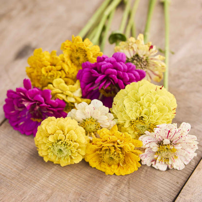 Close-up of zinnia candy stripe in soft pink and white on a blurred green backdrop