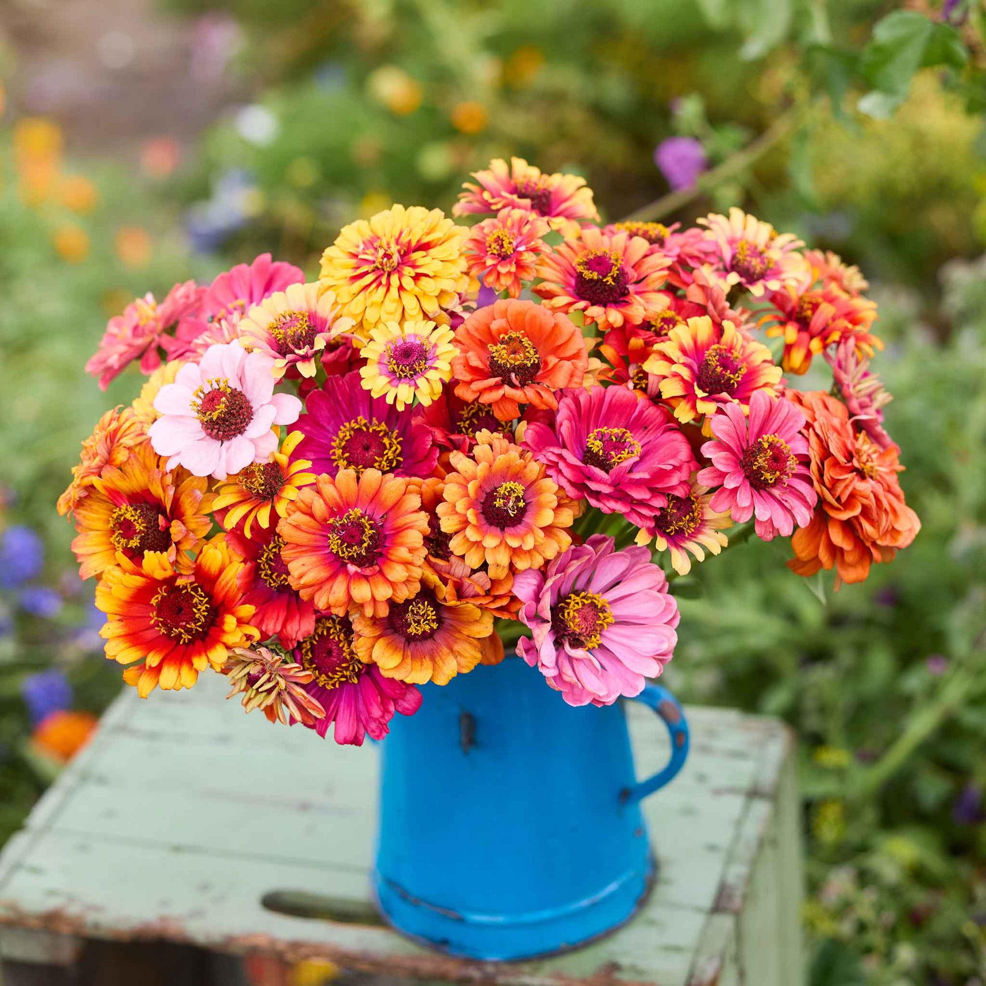 Colorful bouquet of carrousel mix zinnia flowers in a blue vase on a wooden surface with a garden background.