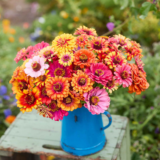 Colorful bouquet of carrousel mix zinnia flowers in a blue vase on a wooden surface with a garden background.