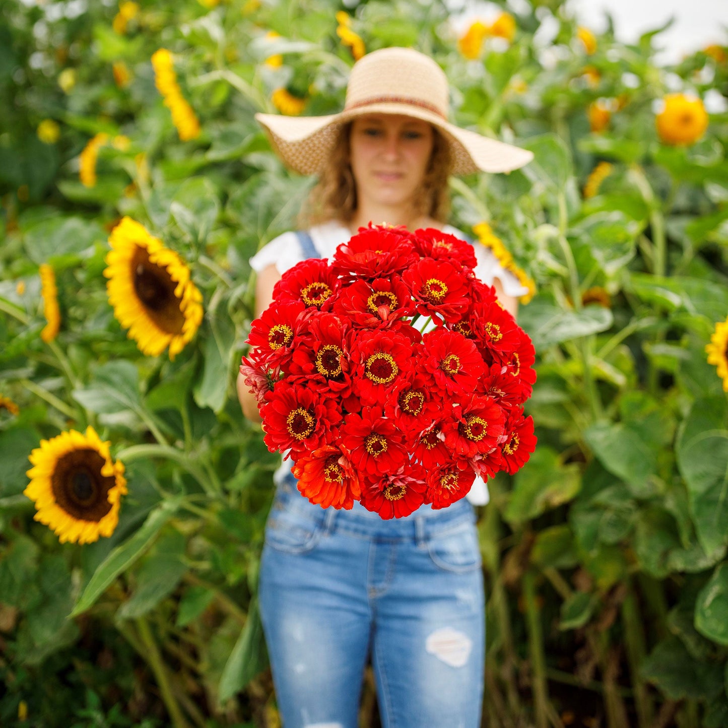 Vibrant deep red zinnia cherry queen bloom held against a garden backdrop
