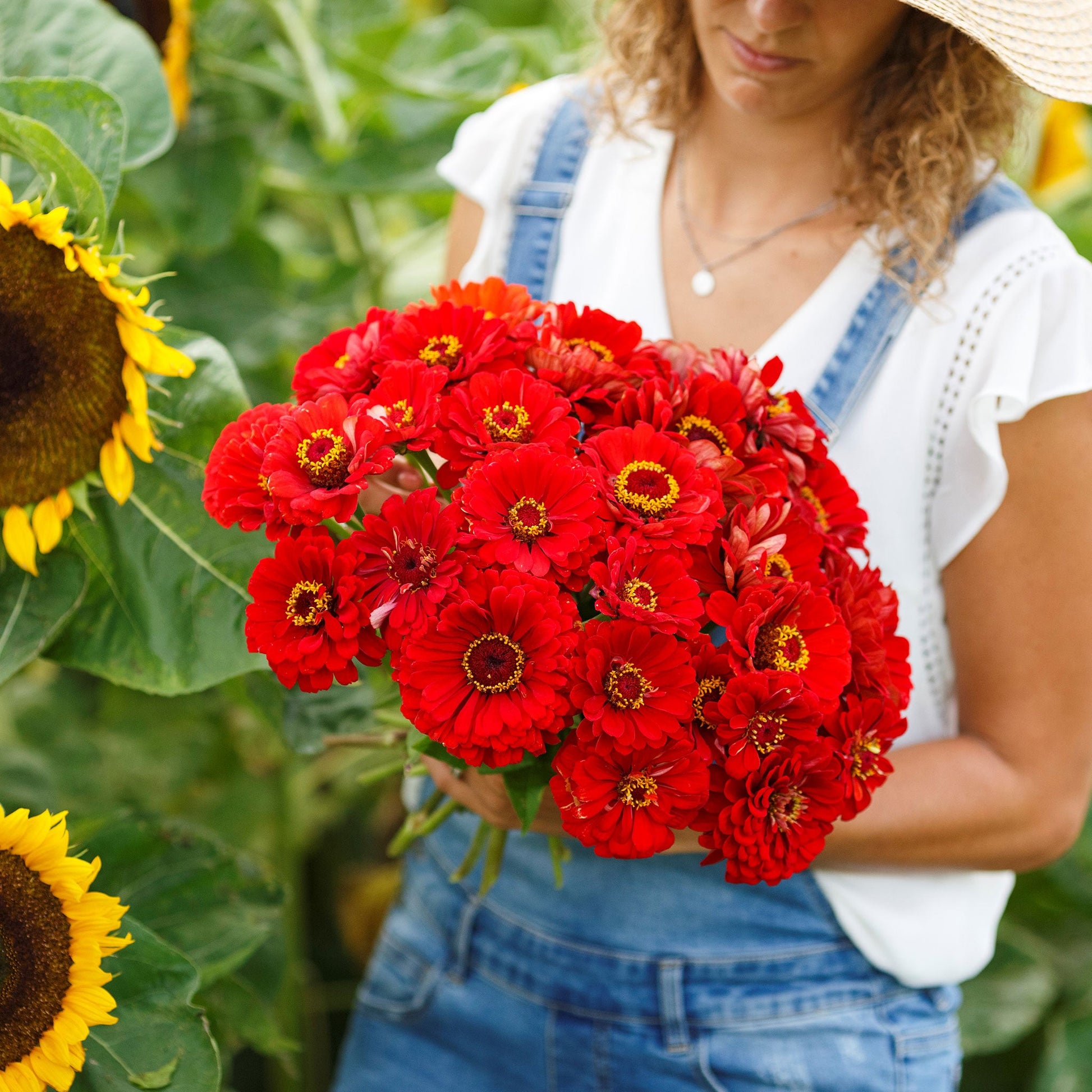 Cluster of vibrant red zinnia cherry queen blooms on a lush green background