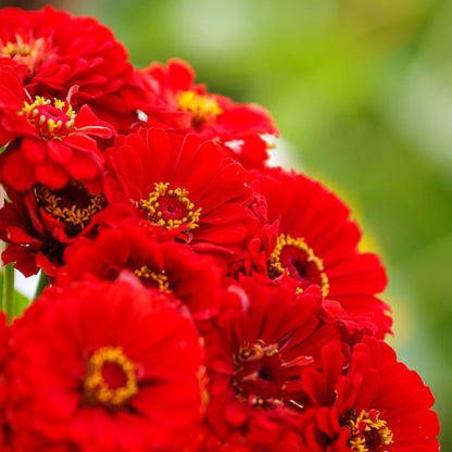 Close-up zinnia cherry queen flower in bold red on a natural green garden backdrop