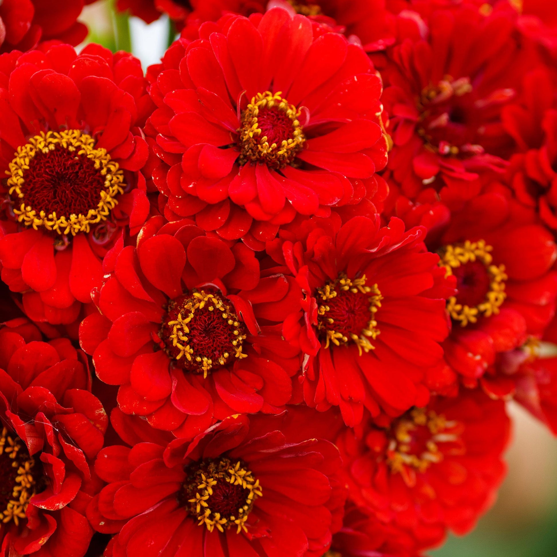 Vibrant zinnia cherry queen in bright red with a blurred green outdoor background