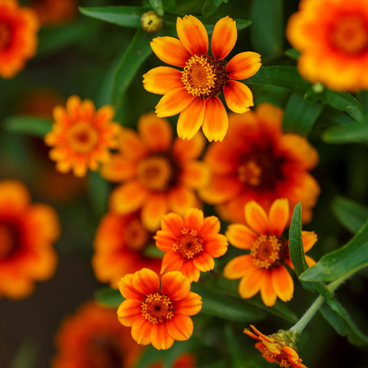Close-up of pink yellow and white chippendale daisy zinnia on a garden background
