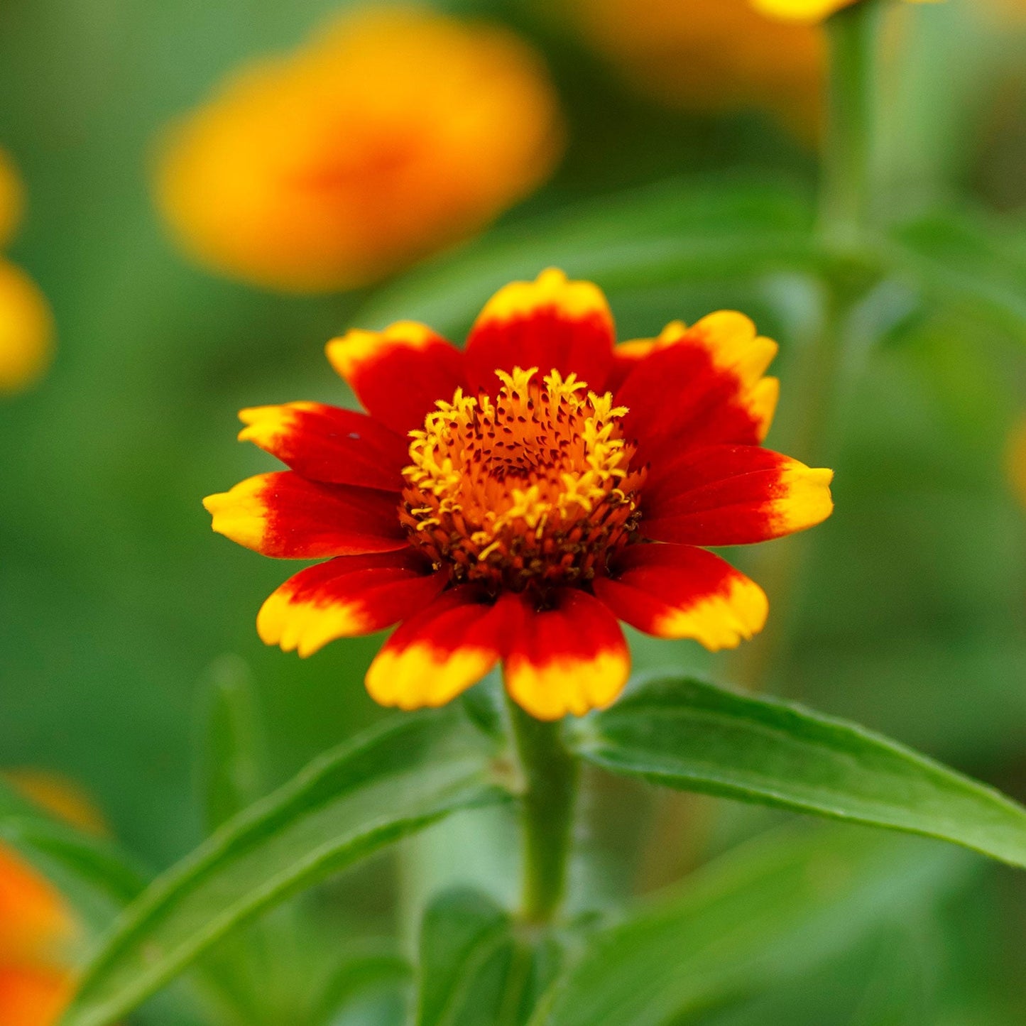 Vivid chippendale daisy zinnia in orange and red on a bright natural backdrop