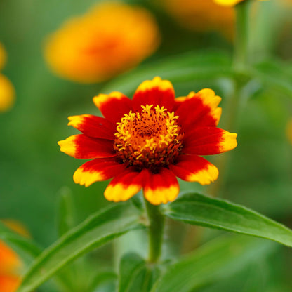 Vivid chippendale daisy zinnia in orange and red on a bright natural backdrop