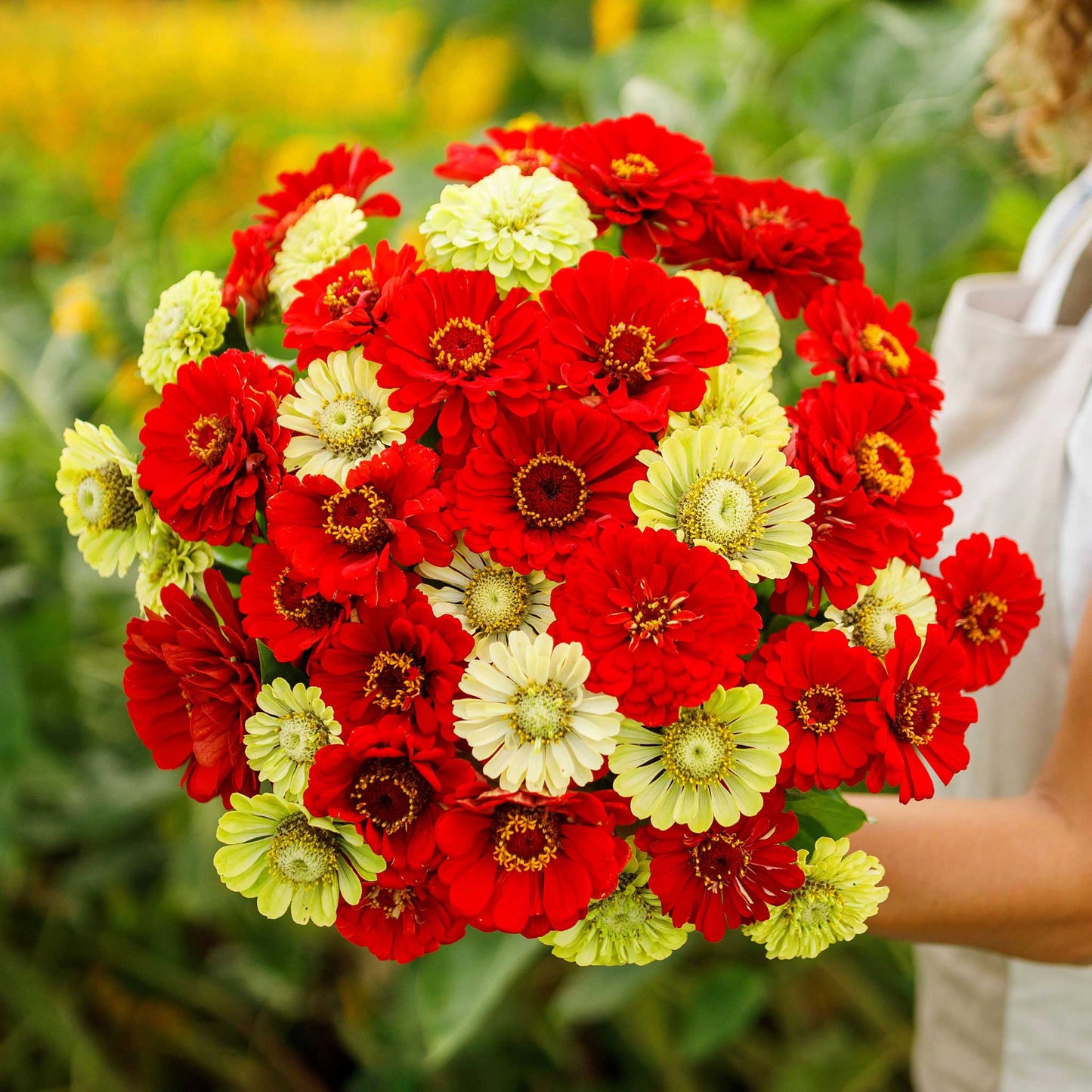 Colorful zinnia christmas in july mix flowers in red and green on a garden backdrop
