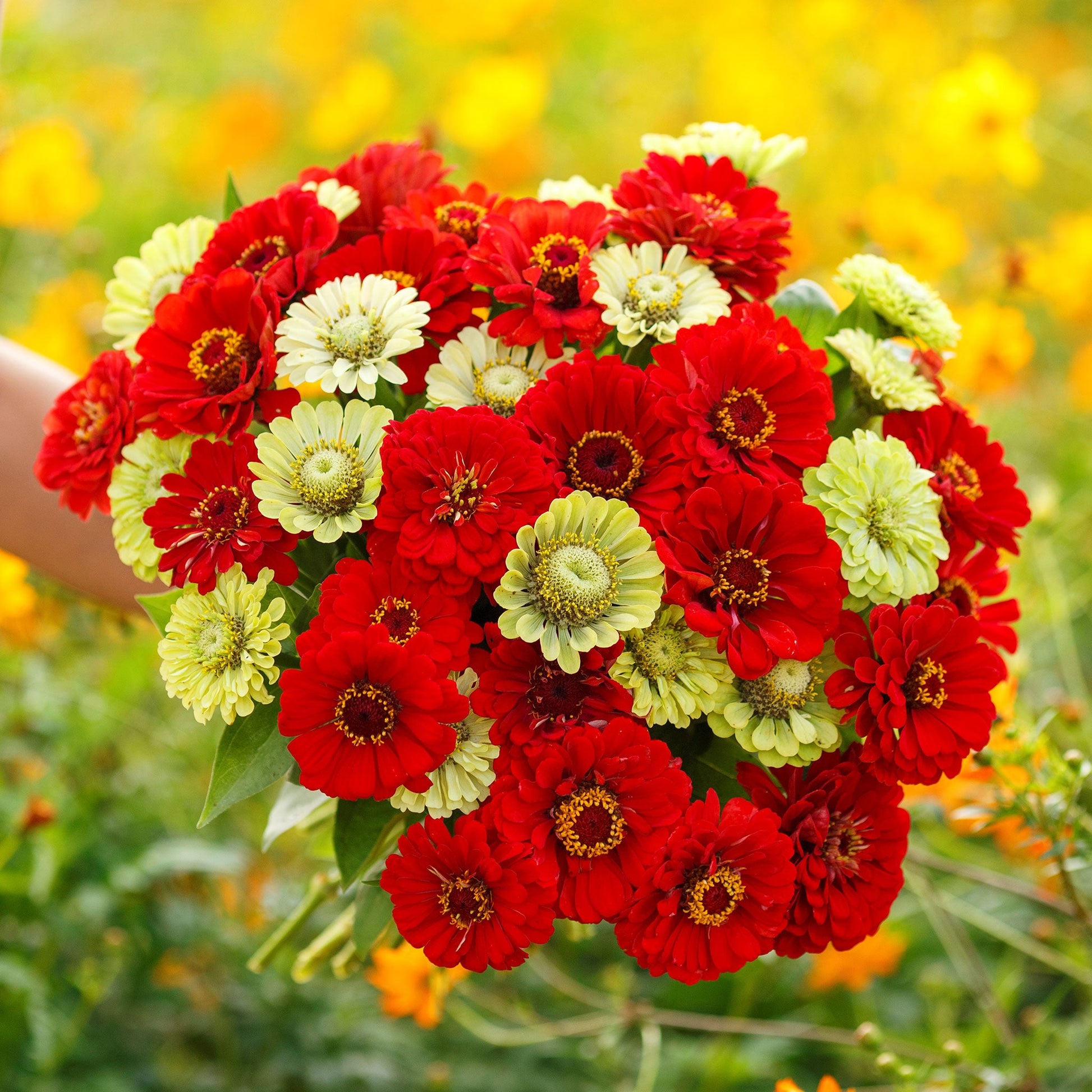 Mixed bouquet of zinnia christmas in july mix flowers on a bright garden backdrop