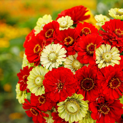 Mix of zinnia christmas in july mix in red and green tones on a sunny backdrop