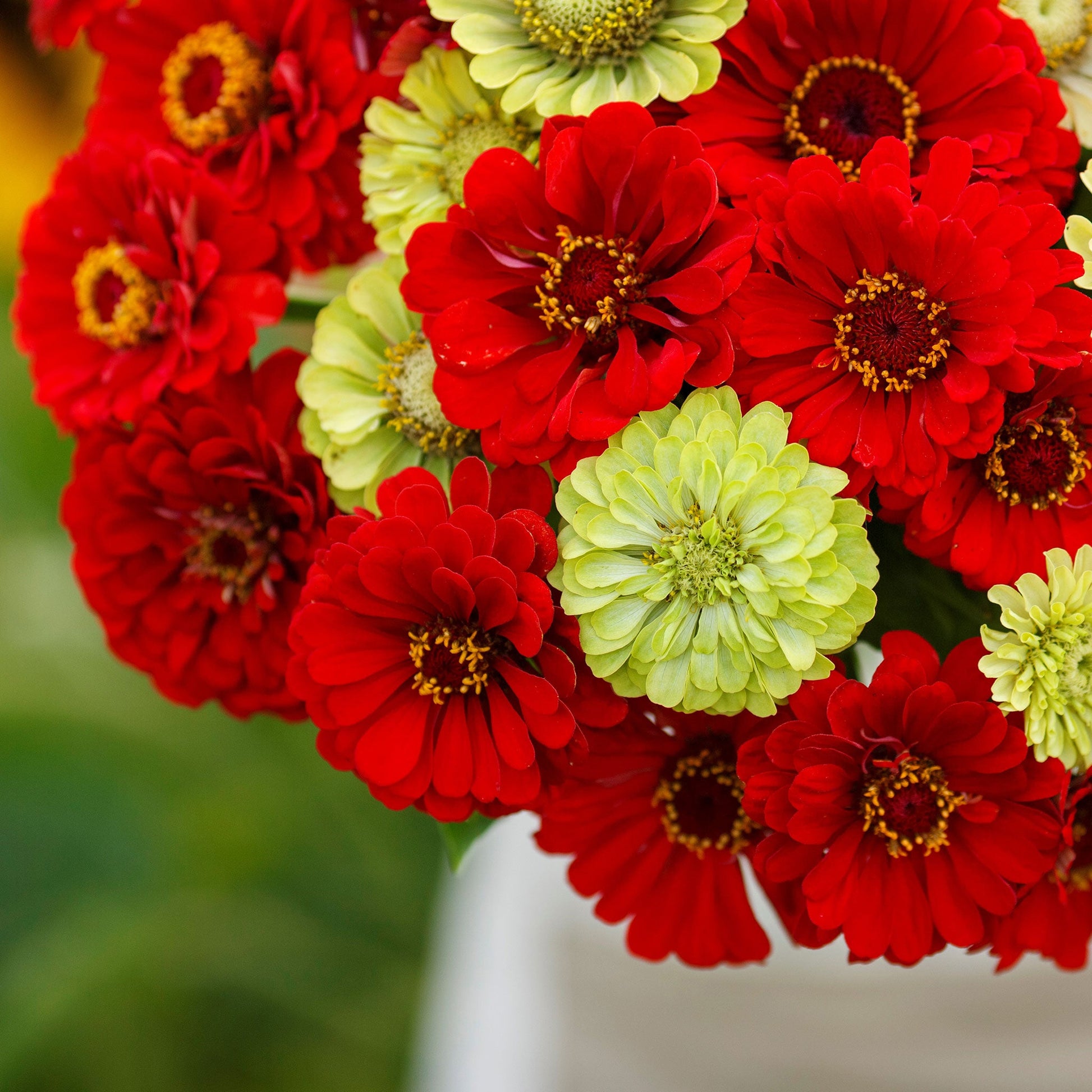 Vibrant multicolored zinnia christmas in july mix blooms on a natural garden backdrop