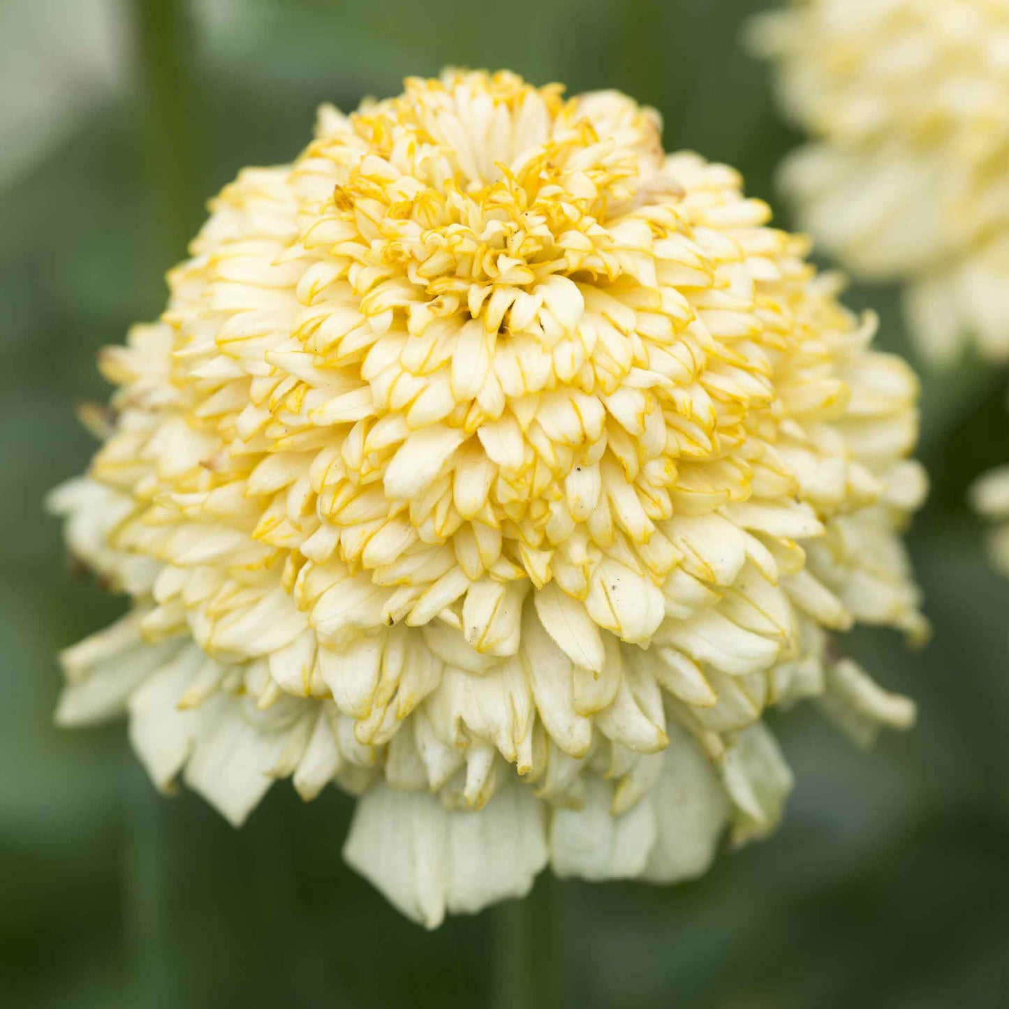 Creamy white ruffled zinnia cresto cream flowers on a natural garden backdrop