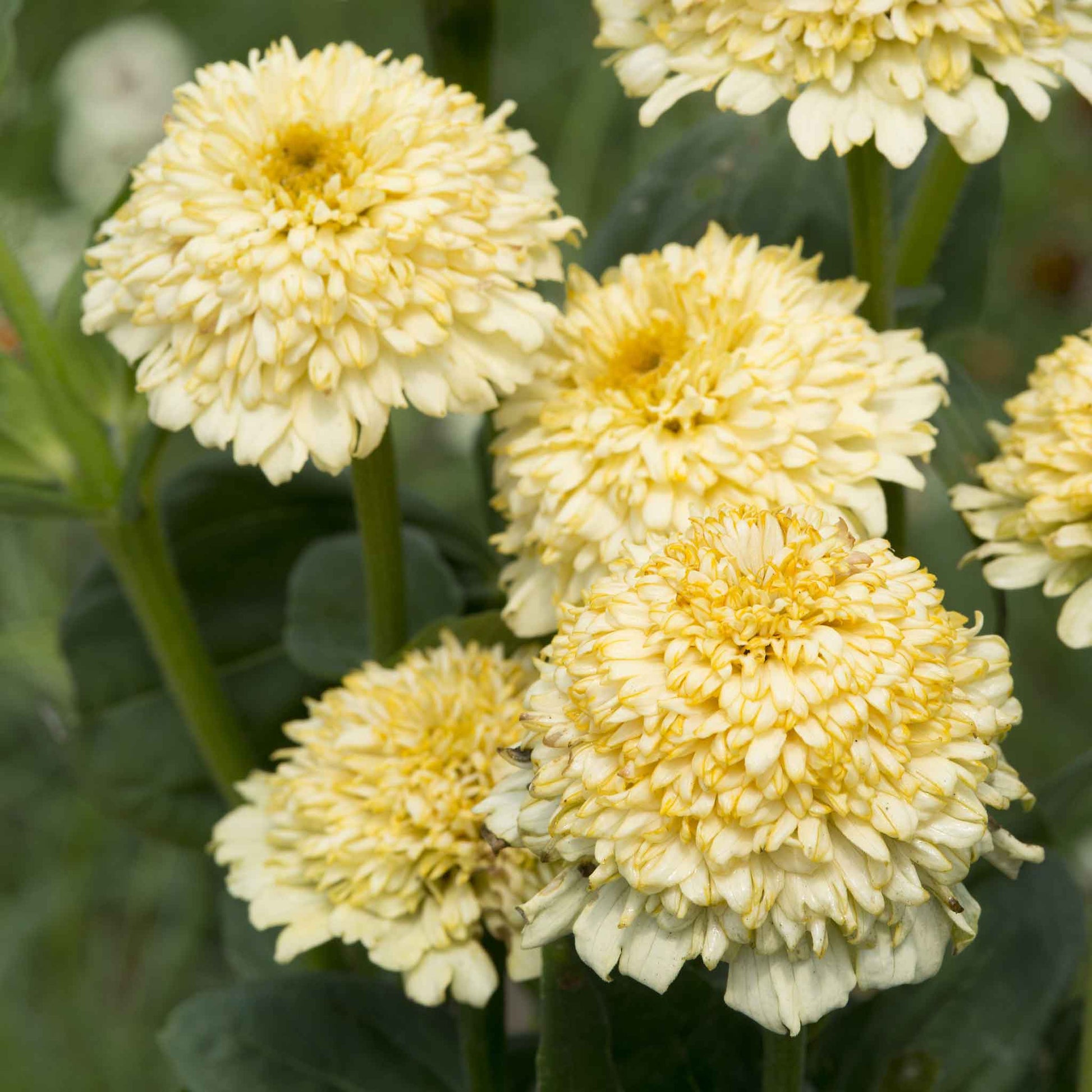 Close-up of zinnia cresto cream flowers in soft cream on a garden green backdrop