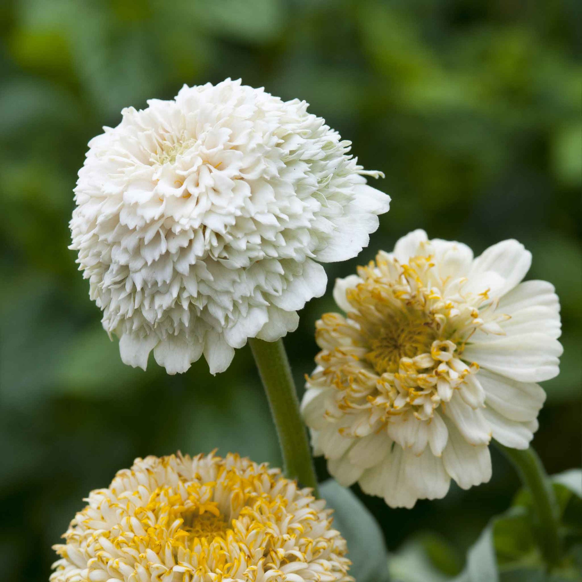 Cluster of pale cream zinnia cresto cream flowers on a natural garden backdrop