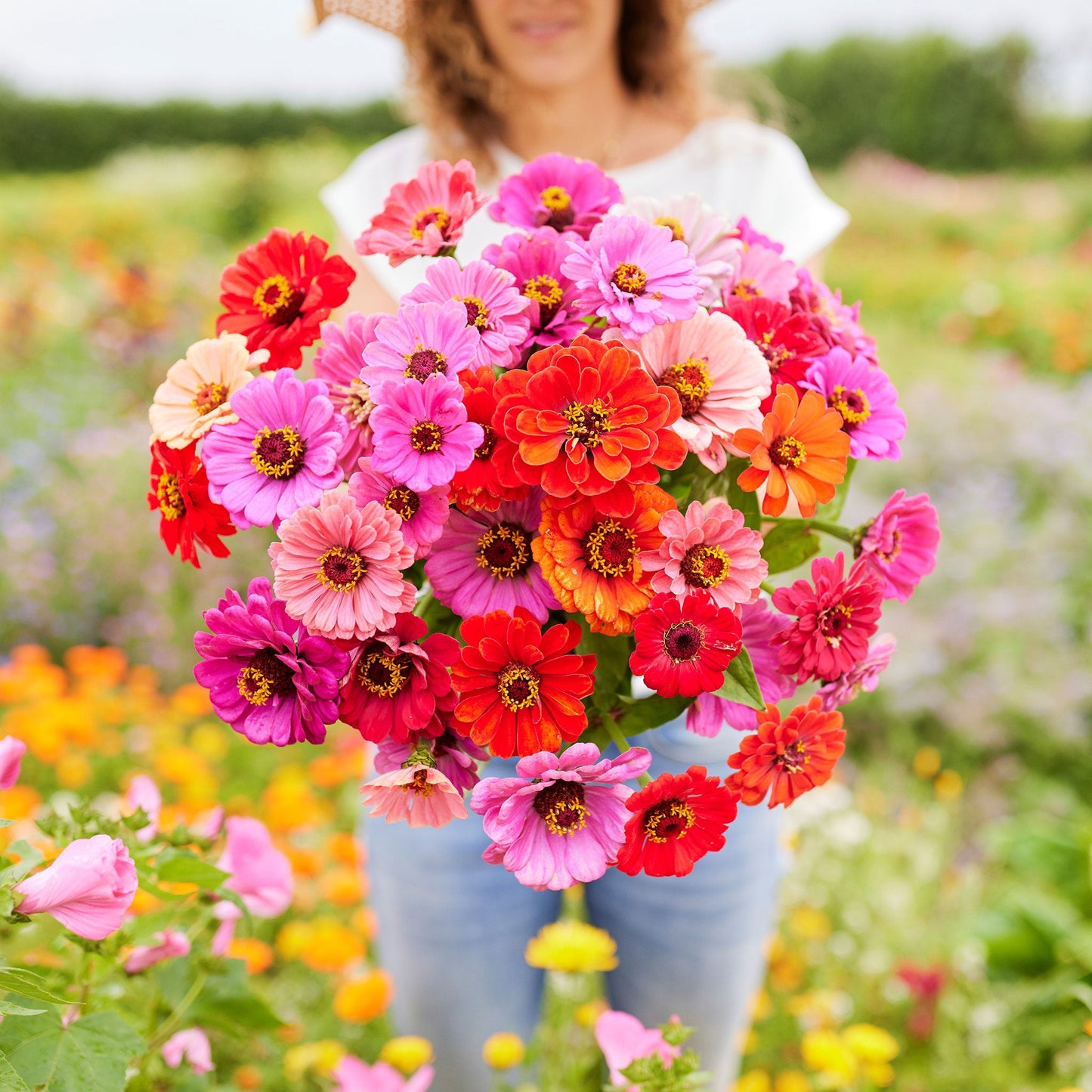 Colorful zinnia dahlia flowered mix blooms in a sunny outdoor garden setting