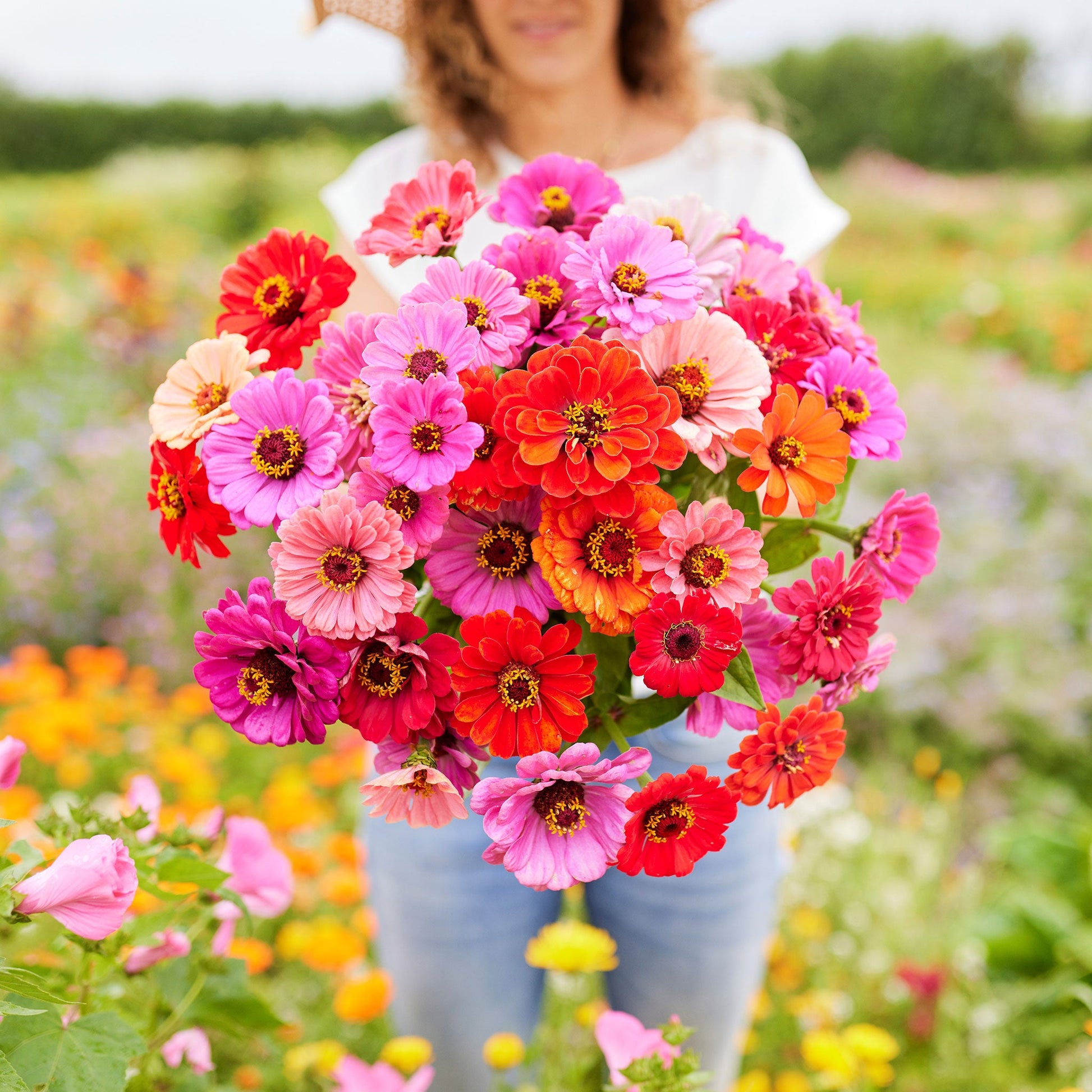 Colorful zinnia dahlia flowered mix blooms in a sunny outdoor garden setting