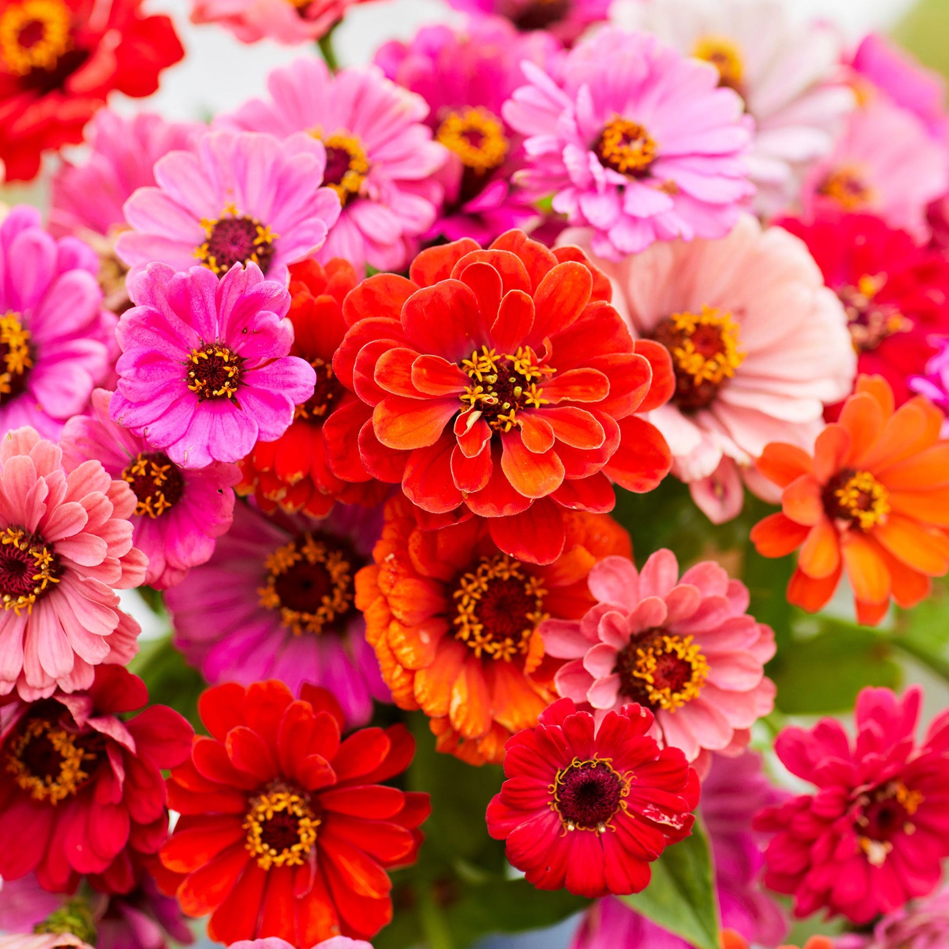 Bright colorful zinnia dahlia flowered mix blooms on a natural green background