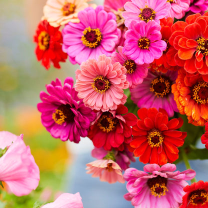 Vibrant multicolored zinnia dahlia flowered blooms against a blurred garden background