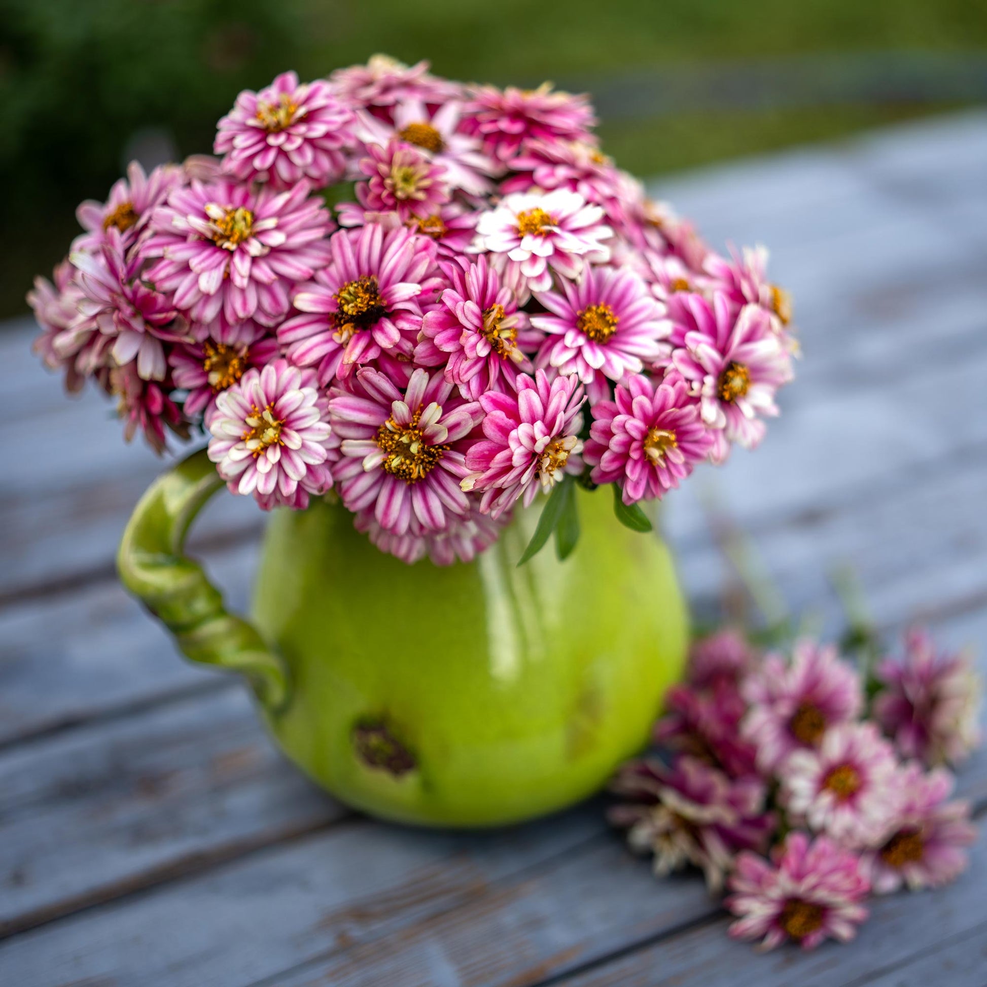 Zinnia zahara double raspberry ripple blooms in pink and red on a garden background