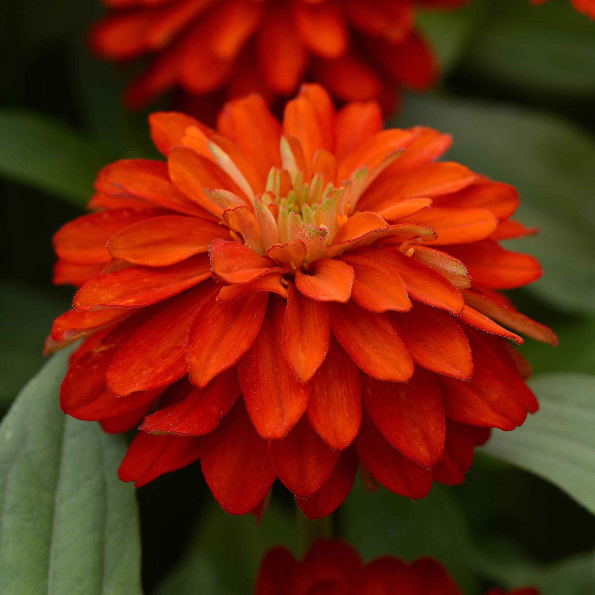 Vibrant double-petaled zinnia zahara fire in red-orange on a natural garden backdrop