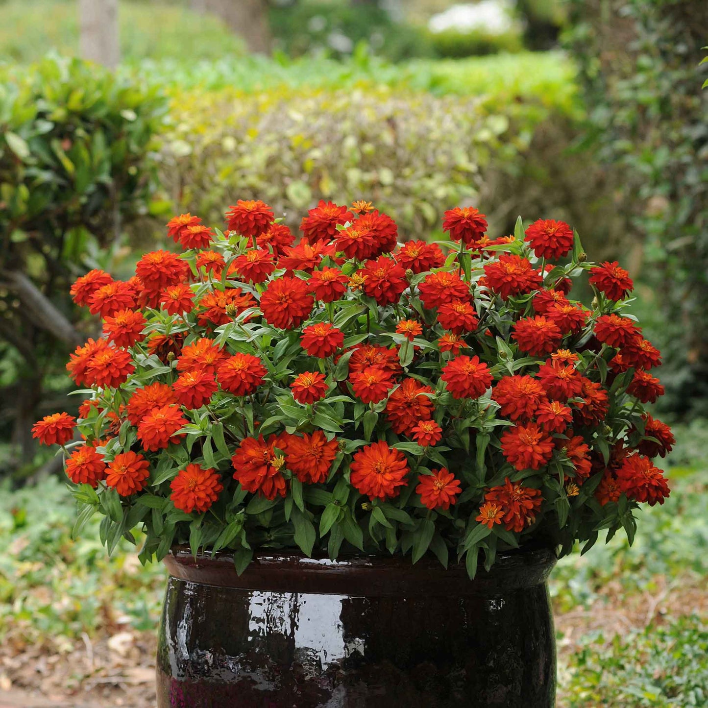 Close-up of bright red and orange zinnia zahara fire blooms on a garden backdrop