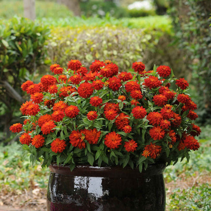 Close-up of bright red and orange zinnia zahara fire blooms on a garden backdrop