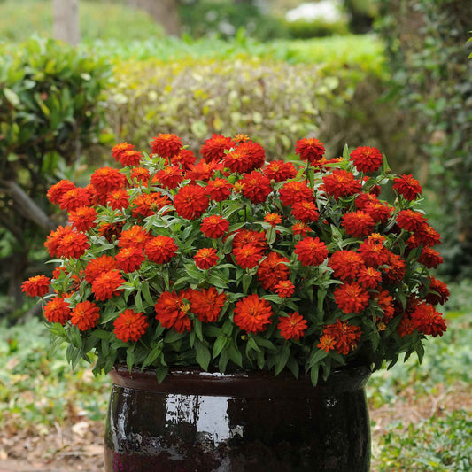 Close-up of bright red and orange zinnia zahara fire blooms on a garden backdrop