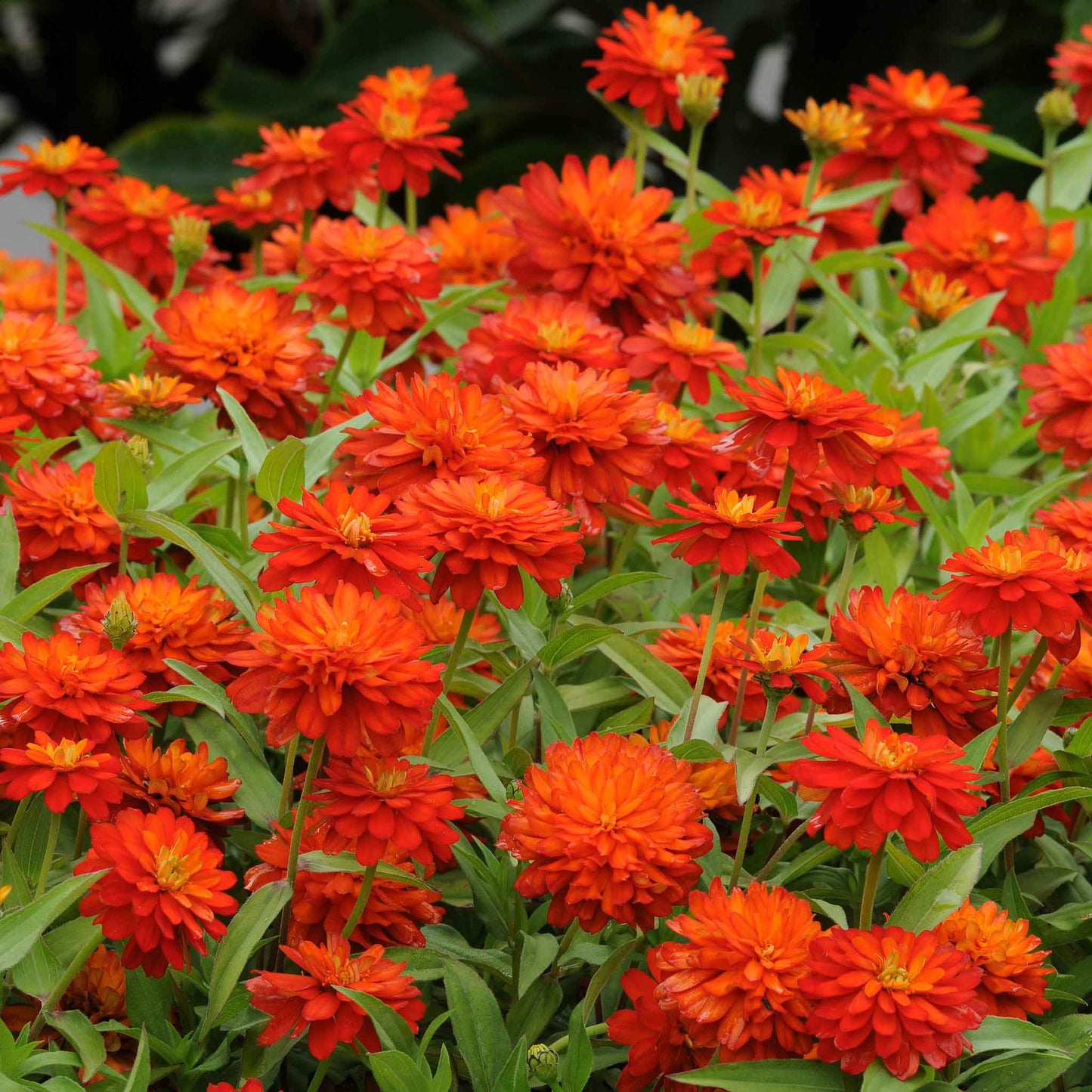 Bright red-orange zinnia zahara fire double blooms on a green garden backdrop